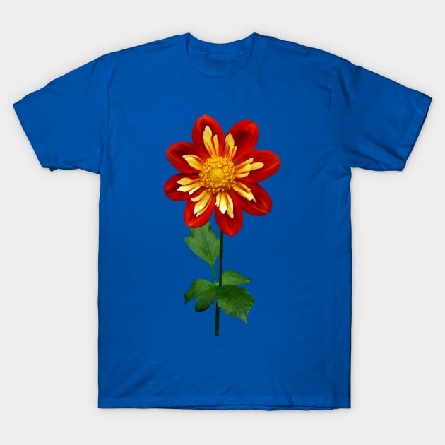 Red and Yellow Single Dahlia T-Shirt by SusanSavad